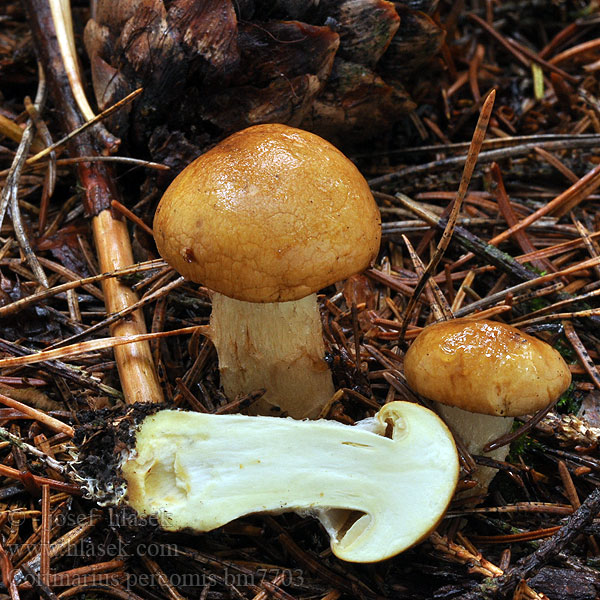 Cortinarius percomis bm7703