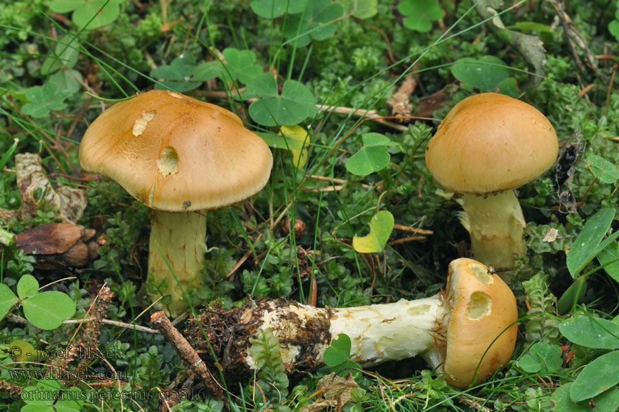 Pavučinec zlatohnědý Cortinarius percomis