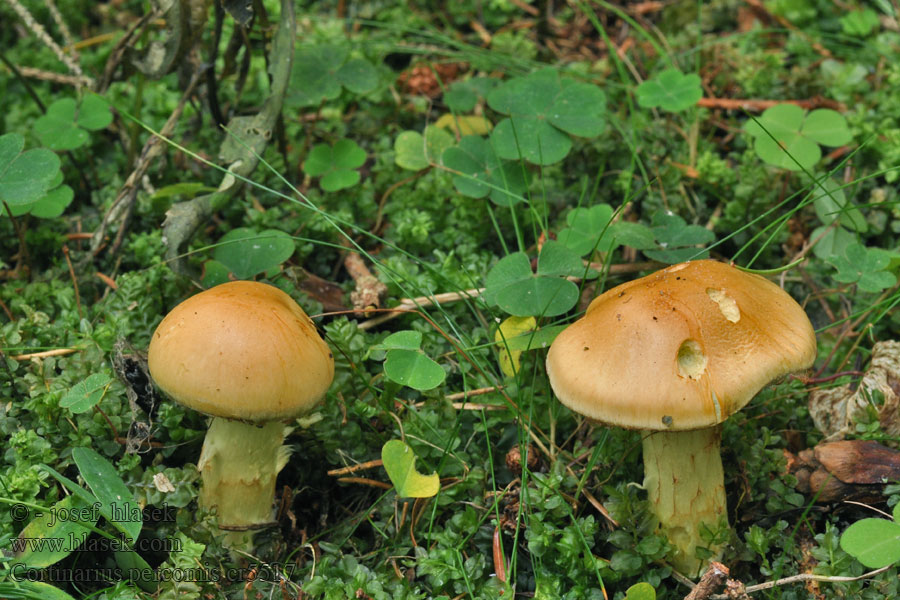 Würziger Schleimkopf Cortinarius percomis