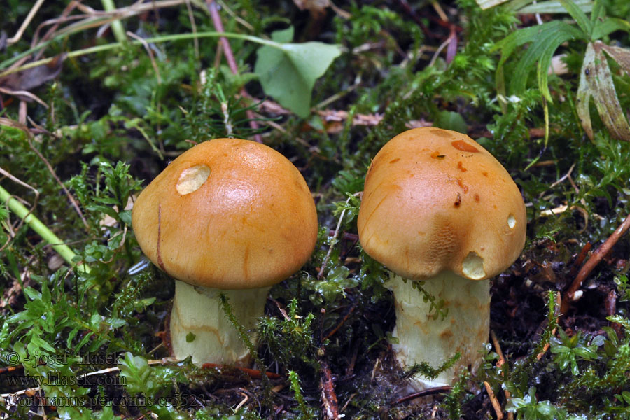 Cortinaire aimable Cortinarius percomis