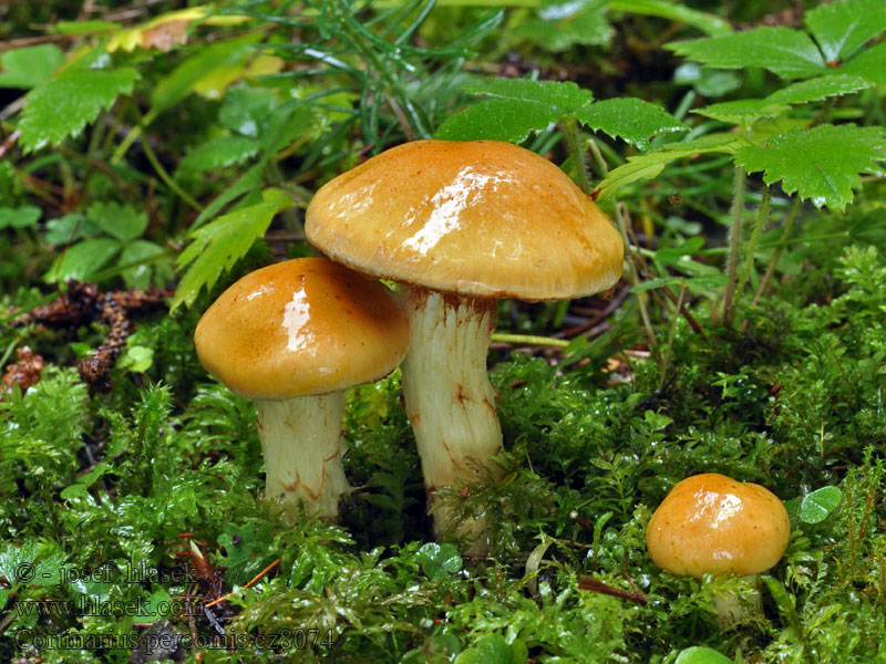 Pavučinec zlatohnědý Cortinarius percomis