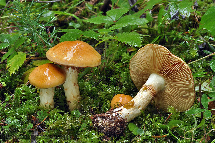 Cortinaire aimable Zasłonak majerankowy Cortinarius percomis