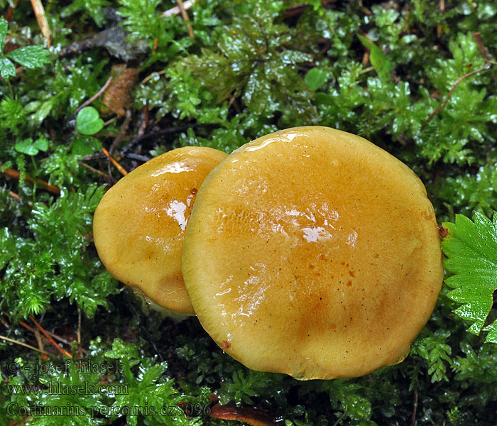 Паутинник пряный дружелюбный Cortinarius percomis