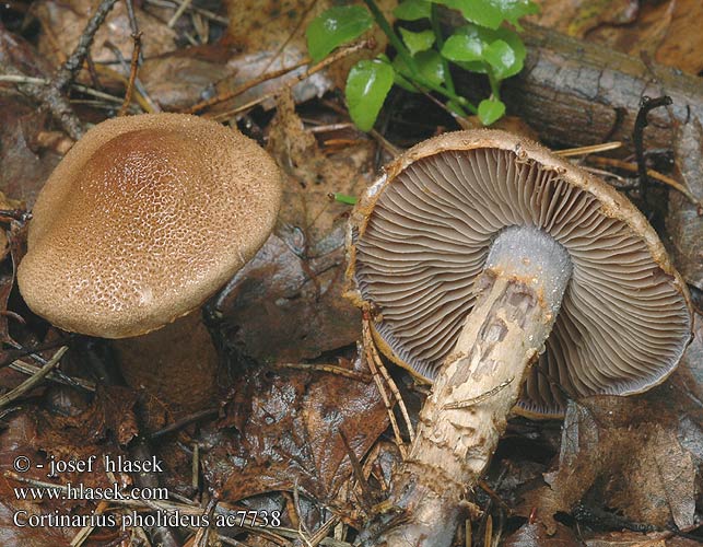 Cortinarius pholideus Pavučinec šupinonohý šupinatý Zasłonak łuseczkowaty Brunskællet Slørhat Bruinschubbige gordijnzwam Braunschuppiger Dickfuss Suomuvyöseitikki Scaly Webcap Suomuvyöseitikki Cortinaire écailleux ササクレフウセンタケ Паутинник чешуйчатый Pavučinovec šupinatohlúbikový Luskata koprenka