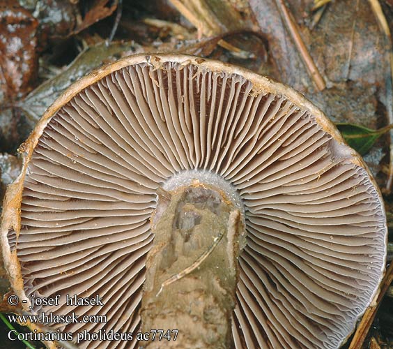 Cortinarius pholideus ac7747