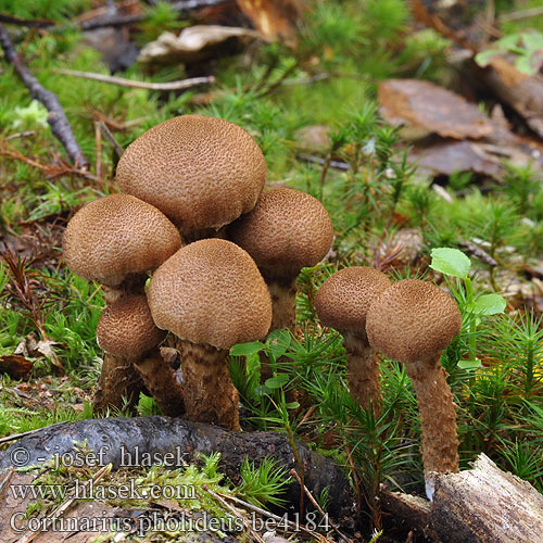 Cortinarius pholideus be4184