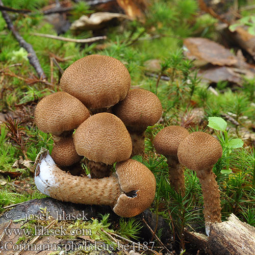 Pavučinovec šupinatohlúbikový Luskata koprenka Cortinarius pholideus Pavučinec šupinonohý šupinatý Zasłonak łuseczkowaty Brunskællet Slørhat Bruinschubbige gordijnzwam Braunschuppiger Dickfuss Suomuvyöseitikki Scaly Webcap Suomuvyöseitikki Cortinaire écailleux ササクレフウセンタケ Паутинник чешуйчатый