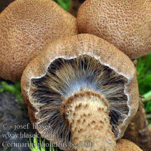 Cortinarius pholideus be4189