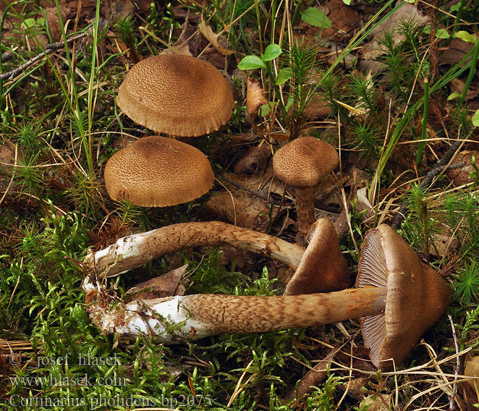 Cortinarius_pholideus_bp2075