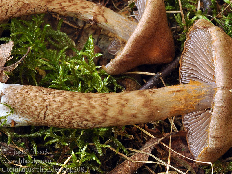 Cortinarius_pholideus_bp2081