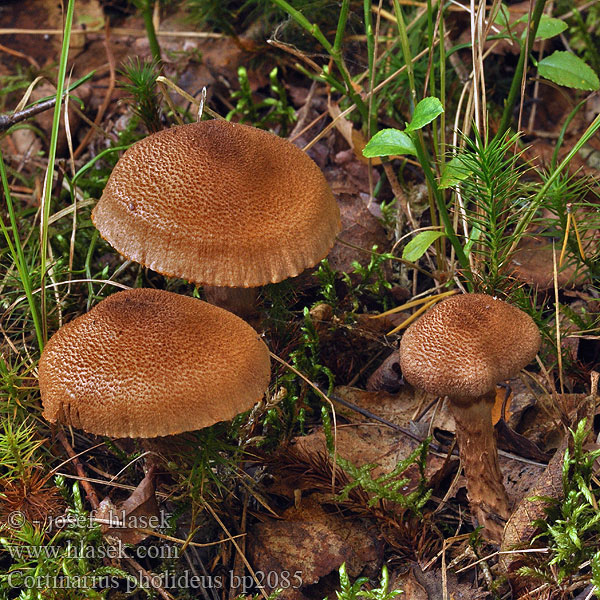 Cortinarius_pholideus_bp2085