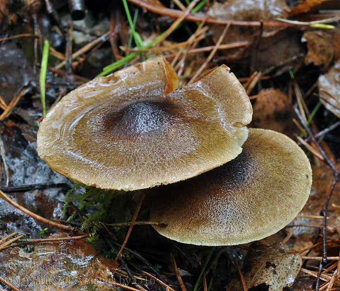 Cortinarius phrygianus Pavučinec frygický