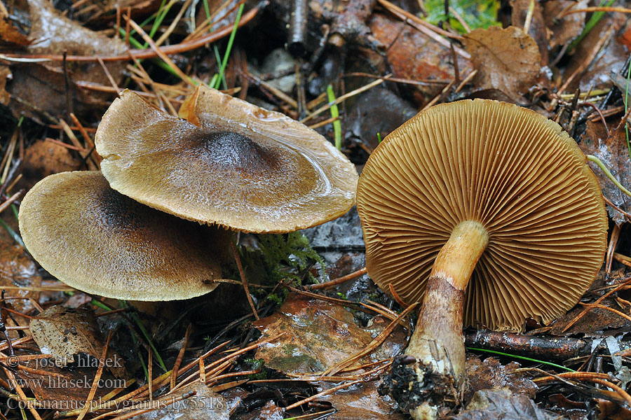 Hallimaschrauhkopf Hallimasch Rauhkopf Frygisk spindling