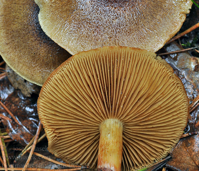 Cortinarius phrygianus Pavučinec frygický