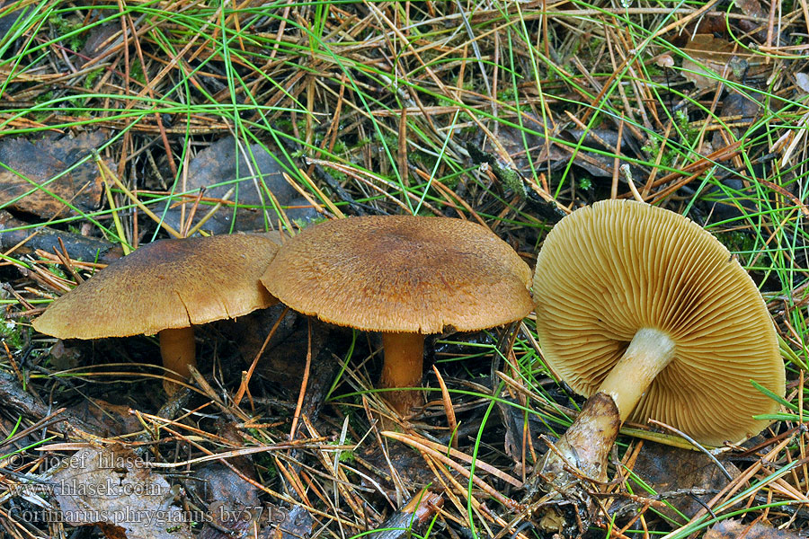 Cortinarius phrygianus Frygisk spindling