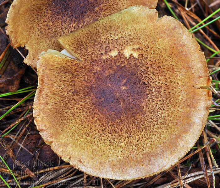 Cortinarius phrygianus Frygisk spindling