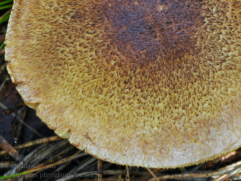 Cortinarius phrygianus Mesivyöseitikki