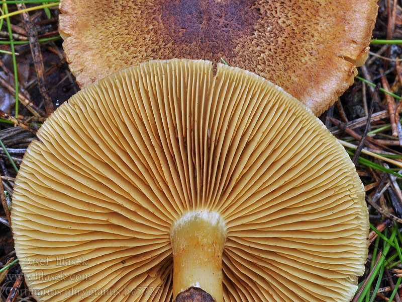 Cortinarius phrygianus Frygiaslørsopp Паутинник вышитый