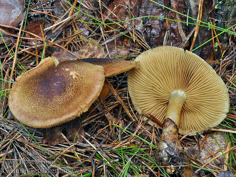 Cortinarius phrygianus Паутинник вышитый