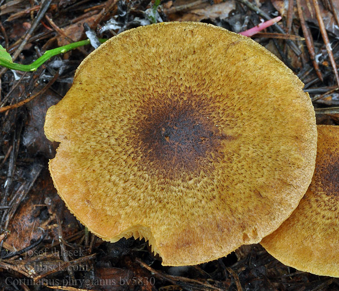 Pavučinec frygický Cortinarius phrygianus