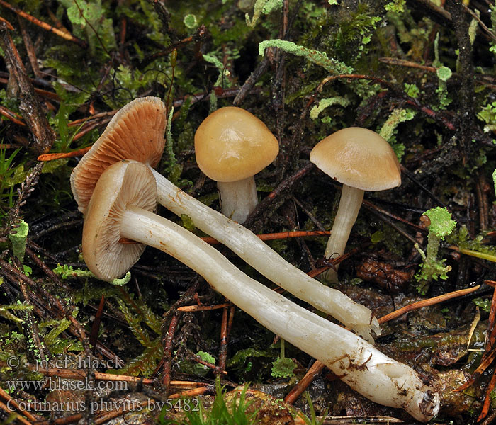 Cortinarius pluvius Pavučinec opršený Regenschleimfuss