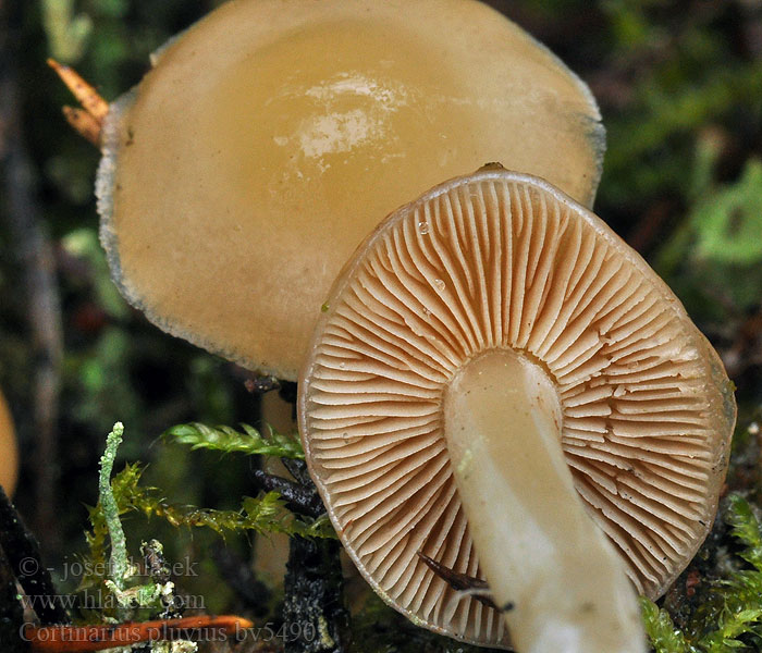 Cortinarius pluvius Liten bitterslørsopp Паутинник дождливый