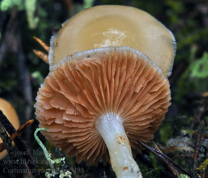 Cortinarius pluvius Pavučinec opršený