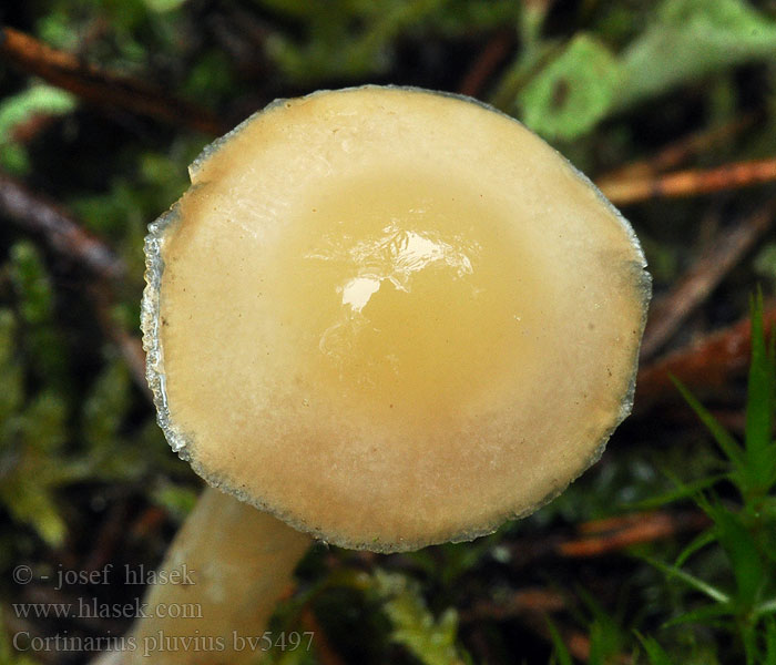 Cortinarius pluvius Regenschleimfuss Zasłonak deszczowy