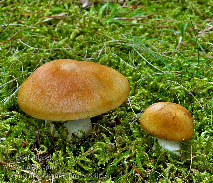 Cortinarius polymorphus Pavučinec proměnlivý Vielgestaltiger Schleimkopf Bleekplaatgordijnzwam Pavučinovec medový Lökspindling Паутинник плоскоклубневидный