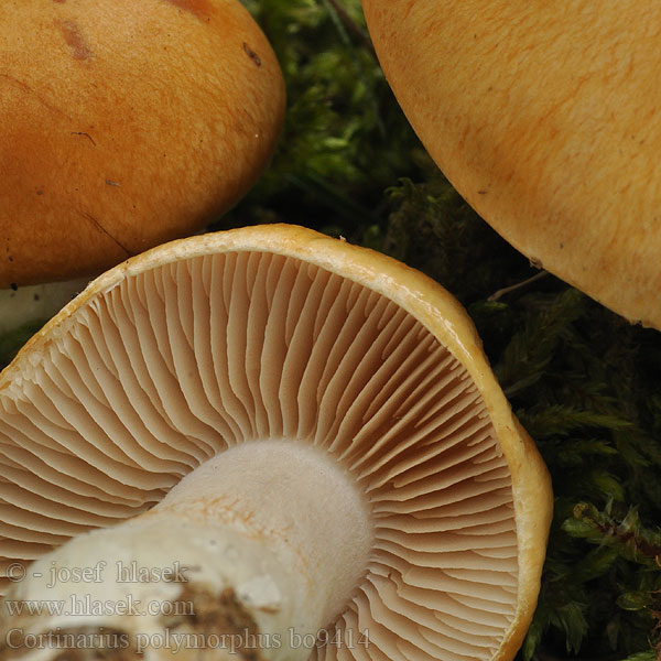 Lökspindling Паутинник плоскоклубневидный Cortinarius polymorphus Pavučinec proměnlivý Vielgestaltiger Schleimkopf Bleekplaatgordijnzwam Pavučinovec medový