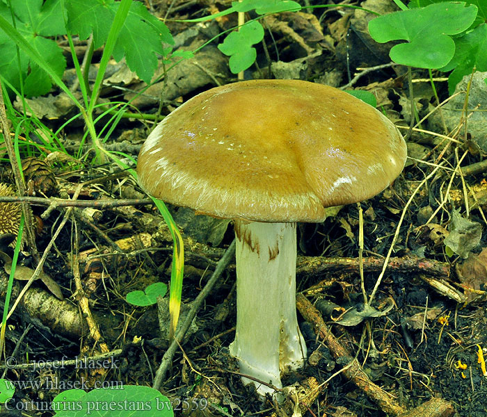 Cortinarius praestans Schleiereule