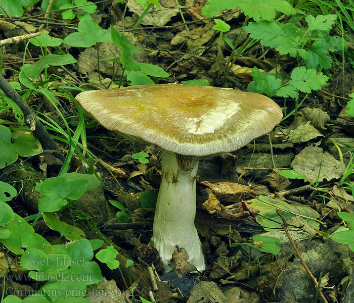 Cortinarius praestans Zasłonak znamienny