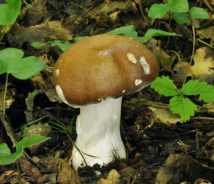 Cortinarius praestans Pavučinovec mohutný