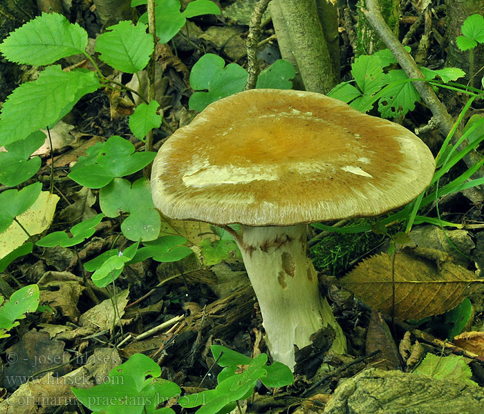 Cortinarius praestans Kæmpe-slørhat