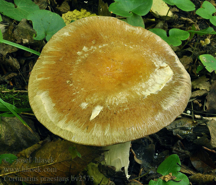 Cortinarius praestans Jättespindling