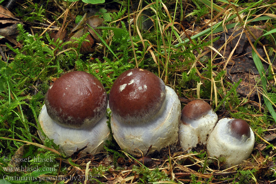 Cortinarius praestans Cortinaire remarquable