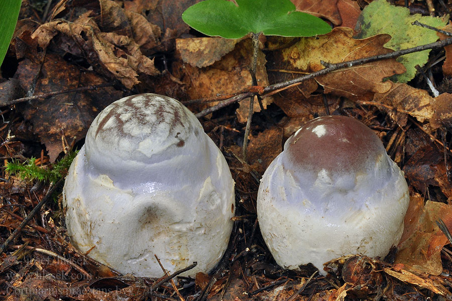 Pavučinec náramkovcový Cortinarius praestans