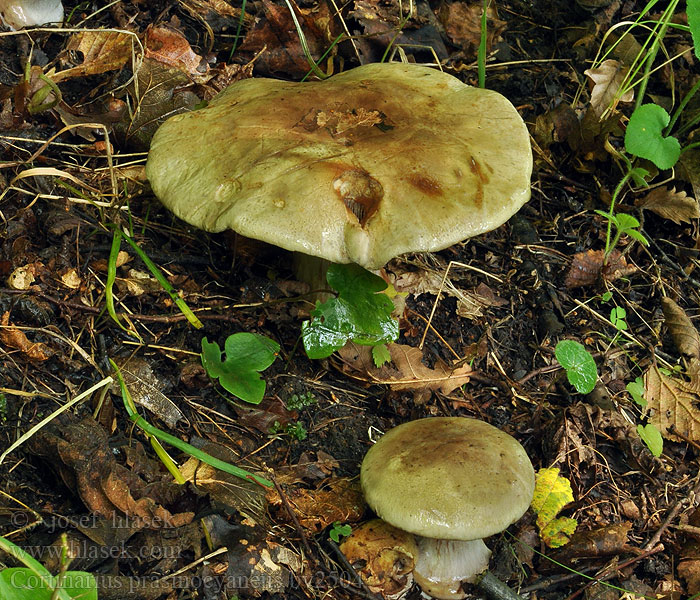 Cortinarius prasinocyaneus Pavučinec zelenomodrý Reliktslørsopp