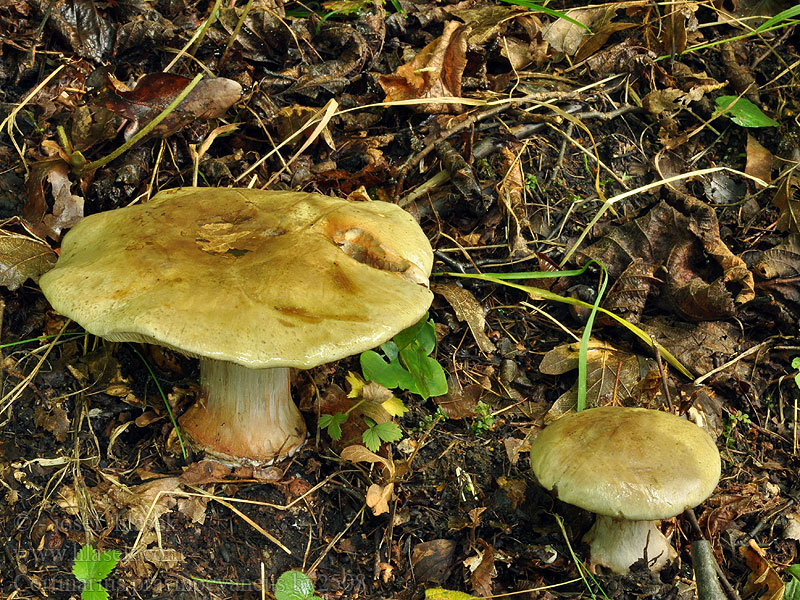 Cortinarius prasinocyaneus