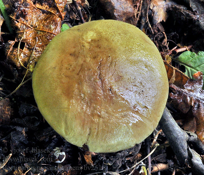 Cortinarius prasinocyaneus Pavučinec zelenomodrý