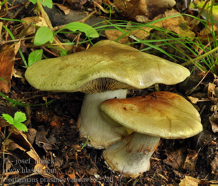 Cortinarius prasinocyaneus Reliktslørsopp