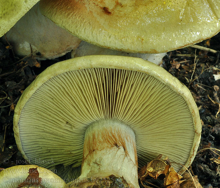 Pavučinec zelenomodrý Cortinarius prasinocyaneus