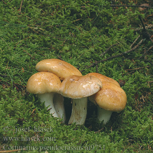 Cortinarius pseudocrassus ai9751