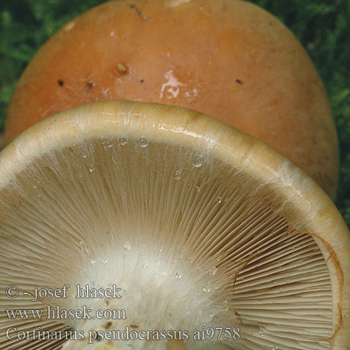 Cortinarius pseudocrassus Pavučinec tlustomasý Cortinaire faux-crassus Vaalhoedgordijnzwam Trockener Dickfuß Brødslørsopp crassus