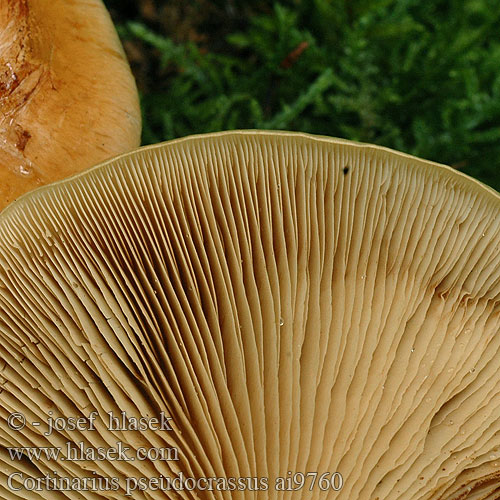 Cortinarius pseudocrassus Cortinaire faux-crassus Vaalhoedgordijnzwam Trockener Dickfuß Brødslørsopp crassus Pavučinec tlustomasý