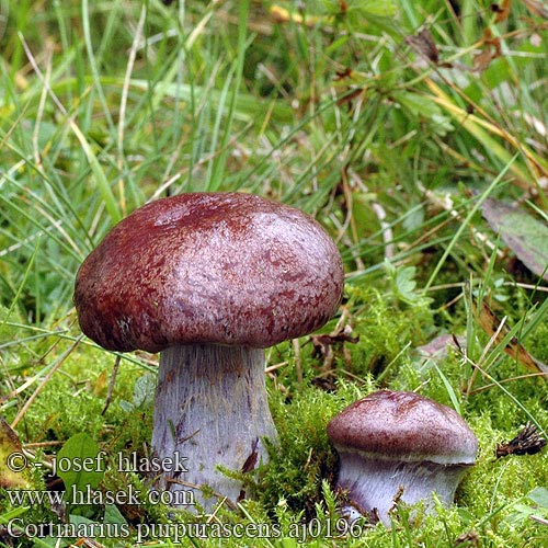 Cortinarius purpurascens Cortinaire purpurescent Zasłonak purpurowiejący