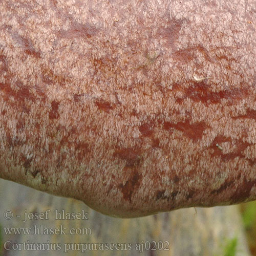 Cortinarius purpurascens Purpurfleckender Klumpfuß Škrlateča koprenka