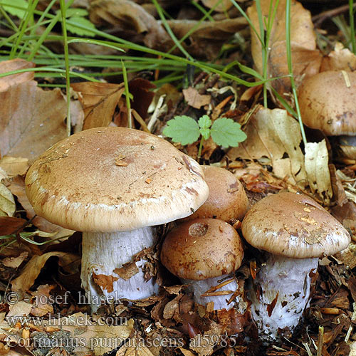 Cortinarius purpurascens al5985