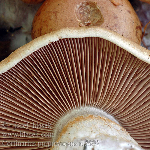 Cortinarius purpurascens al5992