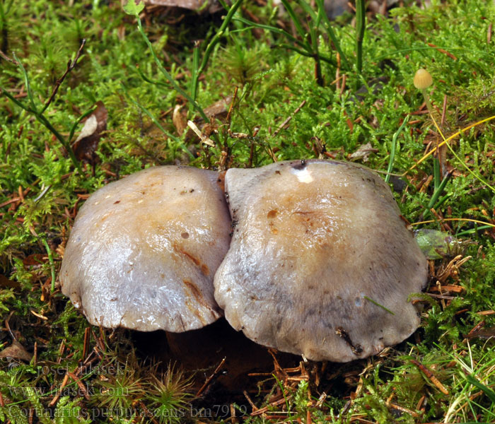 Cortinarius purpurascens bm7919